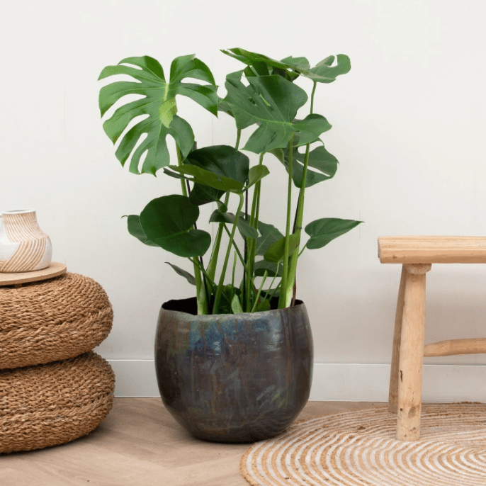 monstera plante giftig Monstera | 70cm | Bestil online