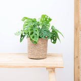 Product afbeelding 1