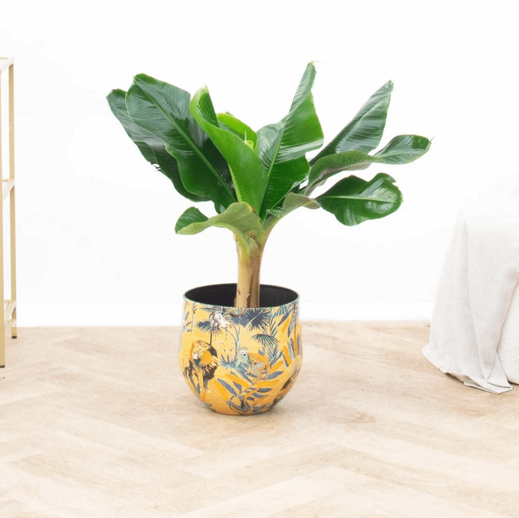 musa plant indoor care Musa Dwarf Cavendish XL | Banana plant XL