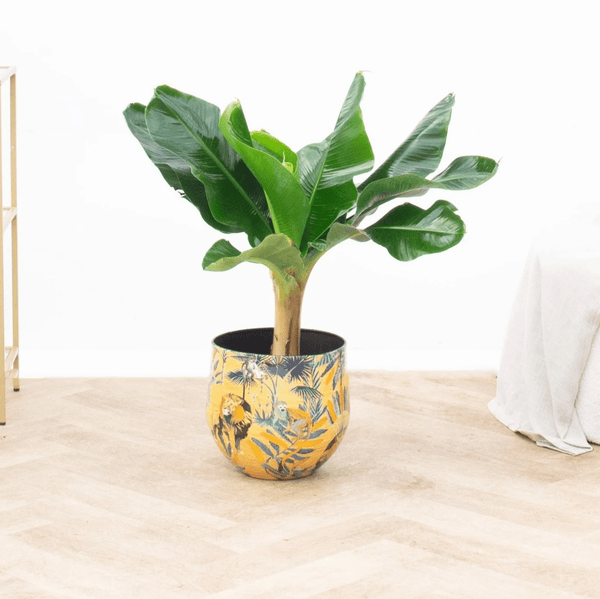 Bananenplant - 80 cm