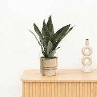 Bambino Sansevieria Black coral - 25cm