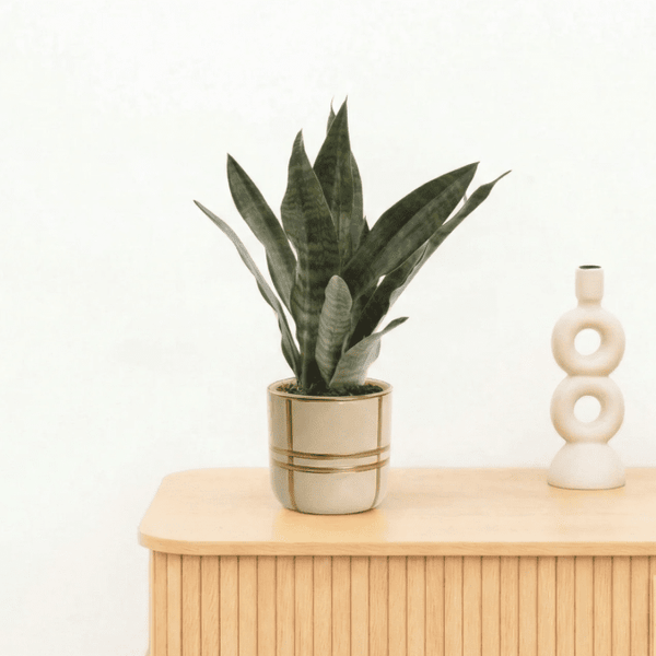 Bambino Sansevieria Black coral - 25cm