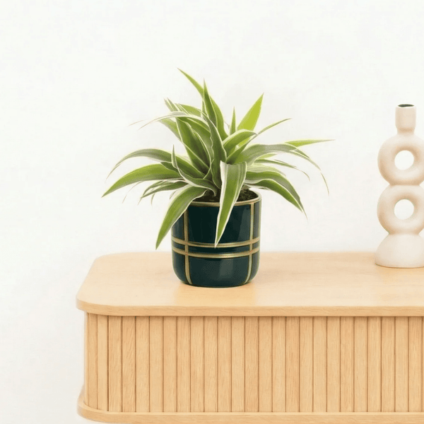 Bambino Chlorophytum Ocean - 15cm