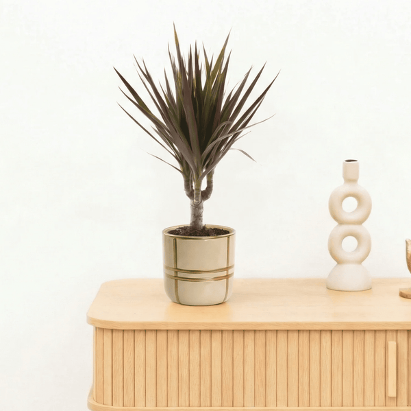 Bambino Dracaena Magenta - 30cm kopen bij Green Bubble