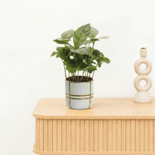 Bambino Coffea Arabica - 15cm