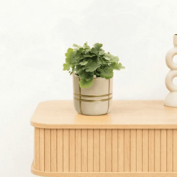 Bambino Doryopteris cordata - 10cm