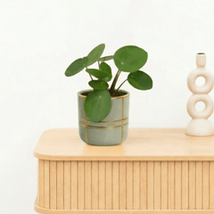 Bambino Pilea Peperomioides - 10cm