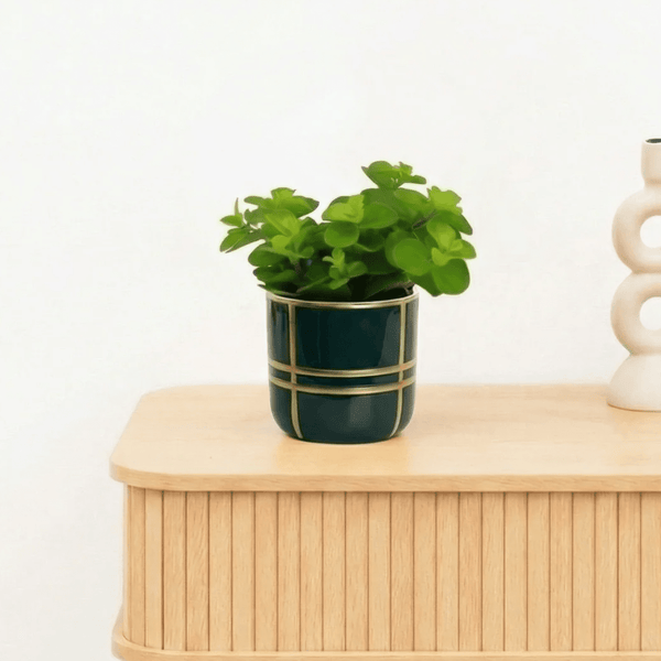 Bambino Peperomia Rotundifolia - 10cm