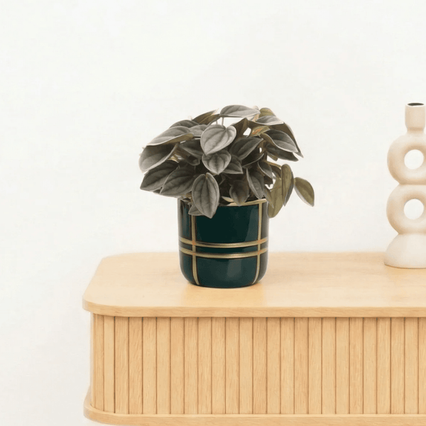 Bambino Napoli Nights - 10cm