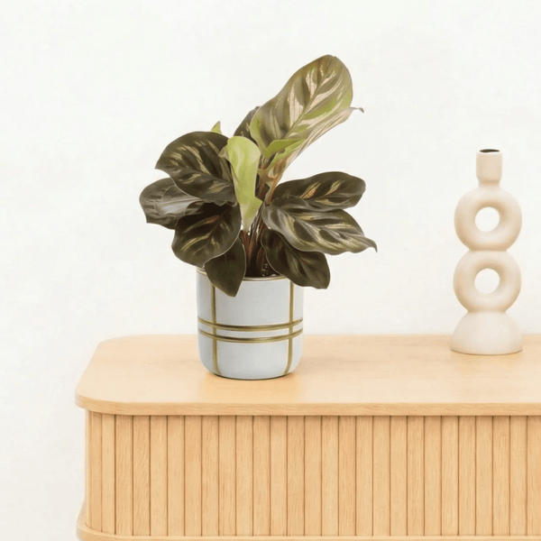 Bambino Calathea Makoyana - 15cm