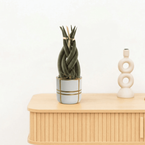 Bambino Sansevieria Cylindrica Twist - 15cm