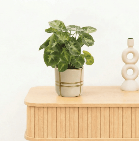 Bambino Syngonium Pixie - 15cm