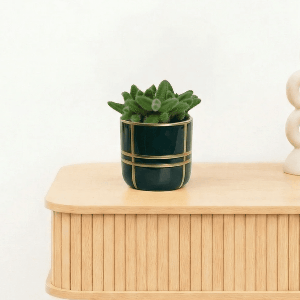 Bambino Delosperma Echinatum - 10cm