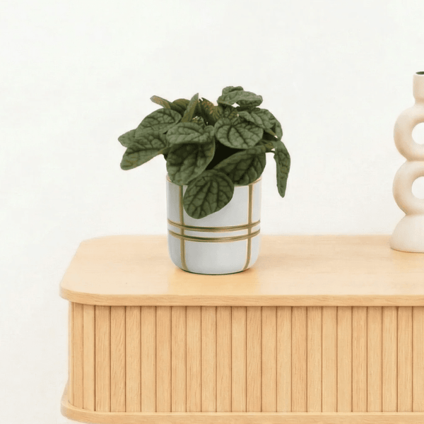 Bambino Peperomia Greyhound - 10cm