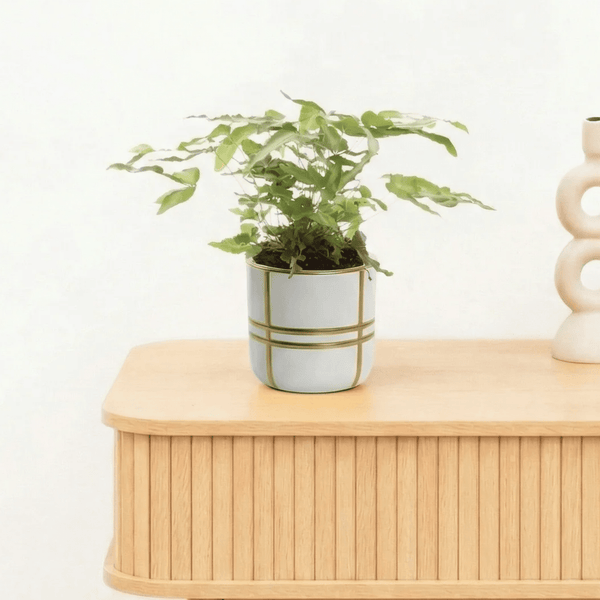 Bambino Cretica Albolineata - 15cm