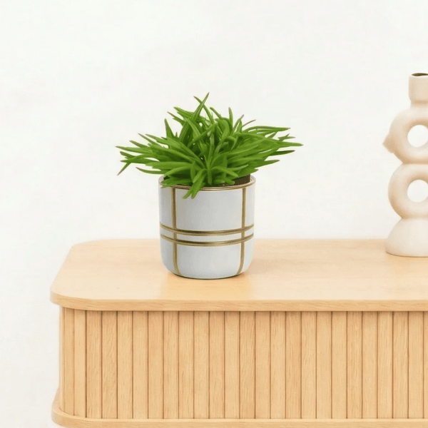 Bambino Senecio Himalaya - 10cm