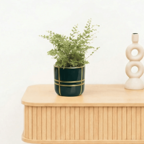 Bambino Nephrolepis Green Fantasy - 10cm