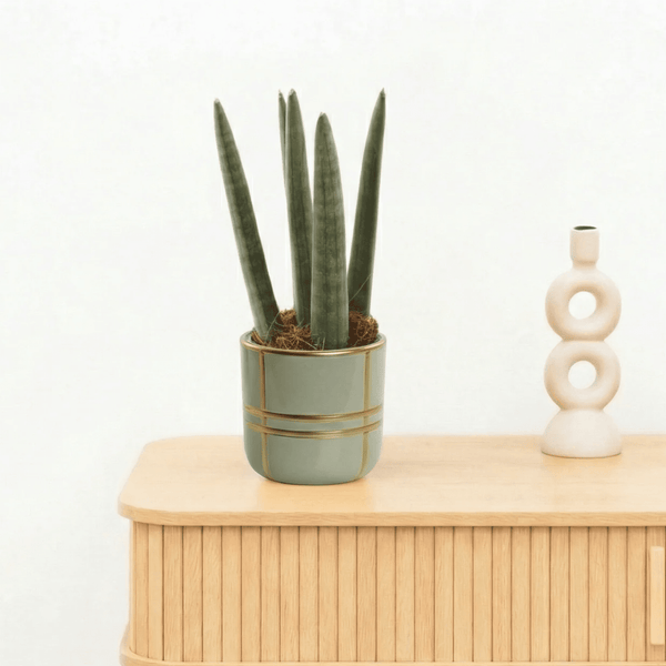 Bambino Sansevieria cylindrica 'Spaghetti' 20cm