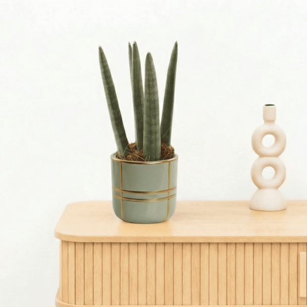 Bambino Sansevieria cylindrica 'Spaghetti' 20cm