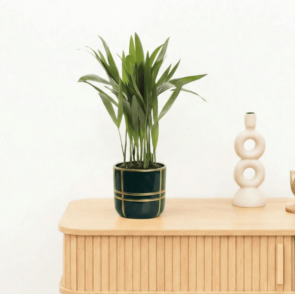 Bambino Dypsis lutescens Areca - 30cm