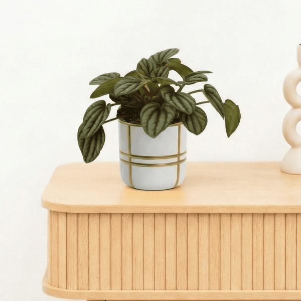 Bambino Peperomia Piccolo Banda - 10cm