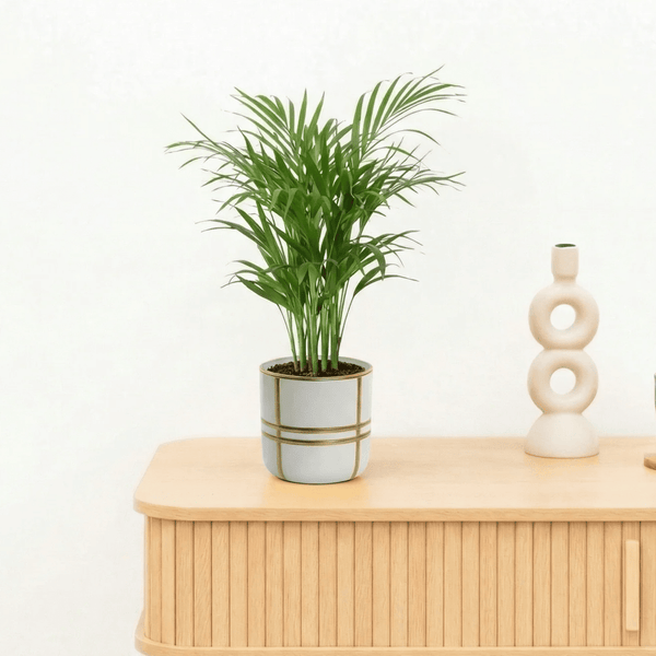 Bambino Areca Palm - 25cm kopen bij Green Bubble