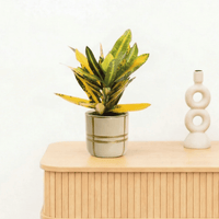 Bambino Croton Sunny star - 20cm