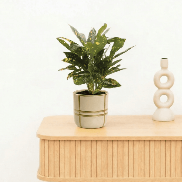 Bambino Croton Gold Dust stam - 20cm