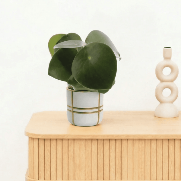 Bambino Peperomia Raindrop - 10cm