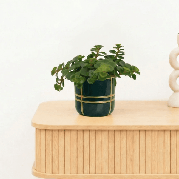 Bambino Sedum Tornado - 10cm kopen bij Green Bubble