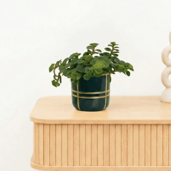 Bambino Sedum Tornado - 10cm