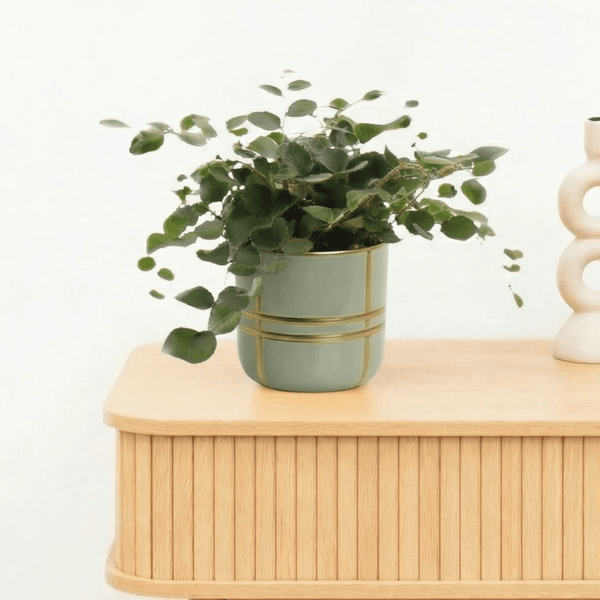 Bambino Pellaea rotundifolia - 10cm