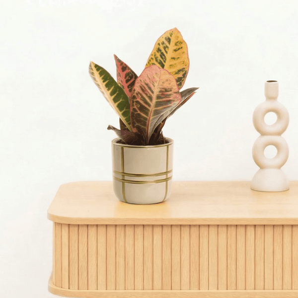 Bambino Croton Petra - 20cm