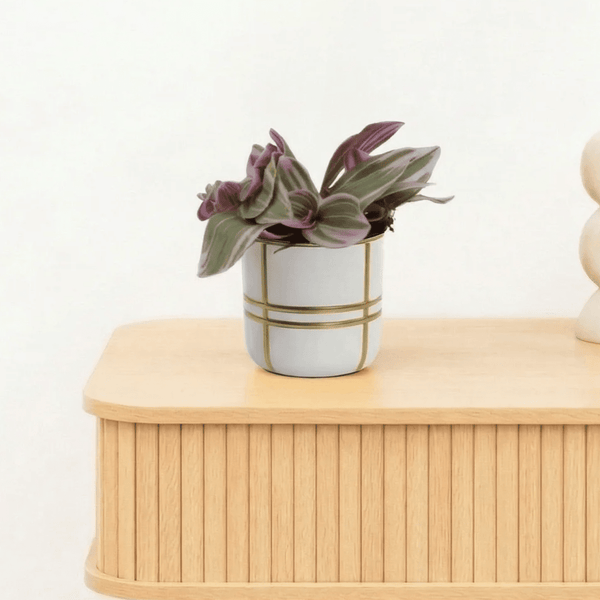 Bambino Tradescantia Sweetness - 5cm