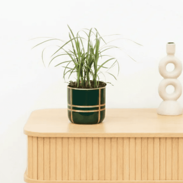 Bambino Nolina Bushy - 20cm