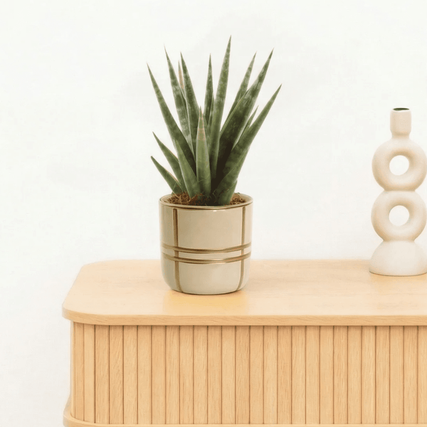 Bambino Sansevieria Dancing queen - 20cm