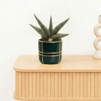 Bambino Sansevieria 'Helios Dwarf' - 20cm