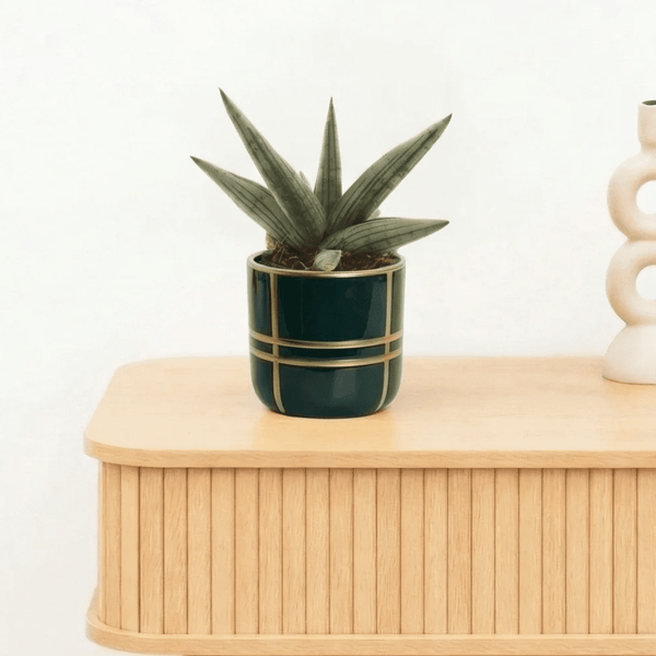 Bambino Sansevieria 'Helios Dwarf' - 20cm