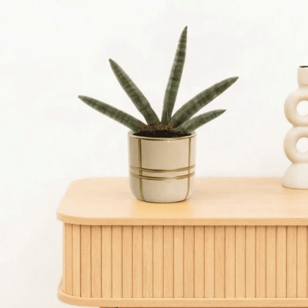 Bambino Sansevieria Skyline - 15cm