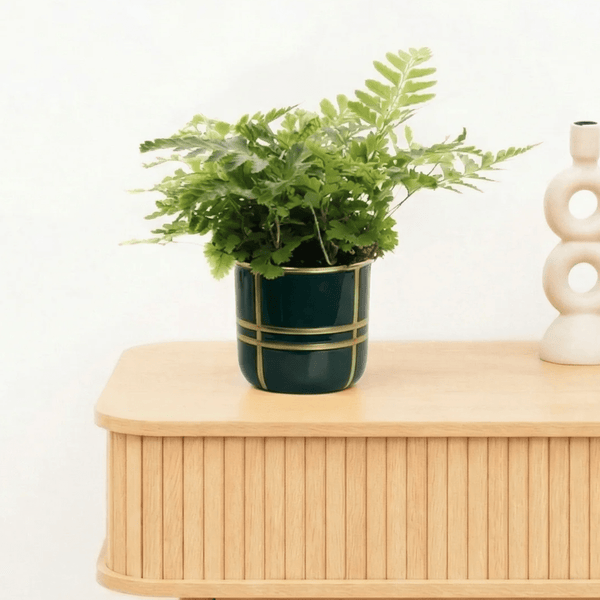 Bambino Tiny Rumohra Adiantiformis 'Variegata' - 10cm