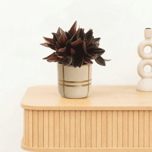 Bambino Peperomia Rosso - 10cm