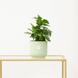 Product afbeelding 1
