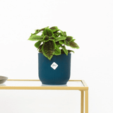 Product afbeelding 1