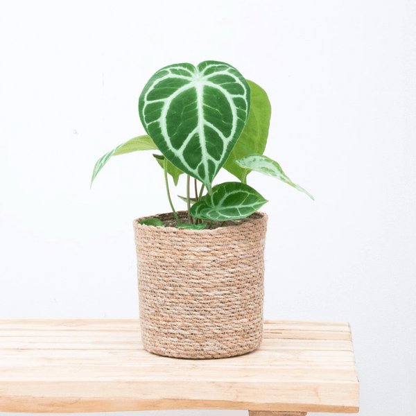 Anthurium Chrystallium - 20cm