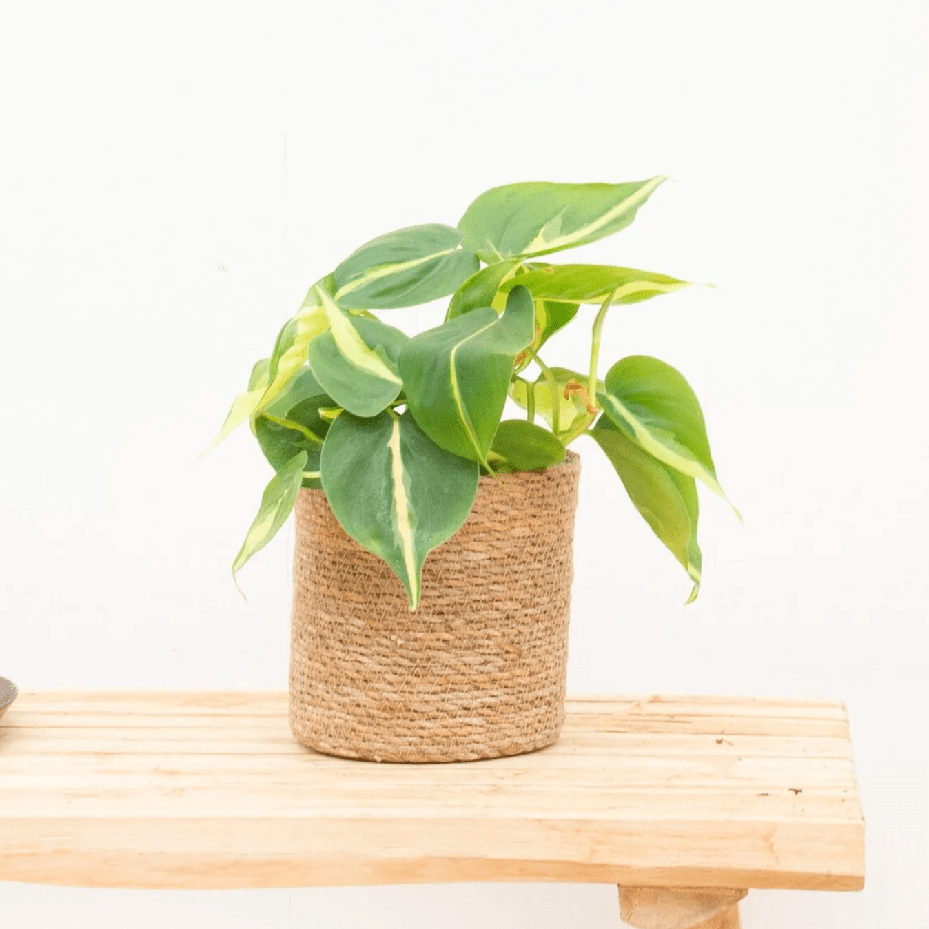 philodendron brasil verzorging Philodendron Brasil | 20 cm