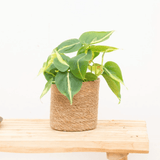 Product afbeelding 1