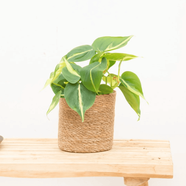 Philodendron Brasil - 20 cm