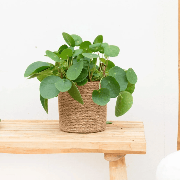Pilea Peperomioides (Pannenkoekenplant) - 30cm