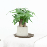 Product afbeelding 1