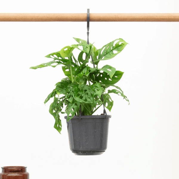 Hangplant Monstera Monkey Leaf - 40cm